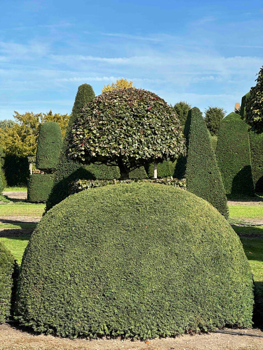 TB TOPIARY #682