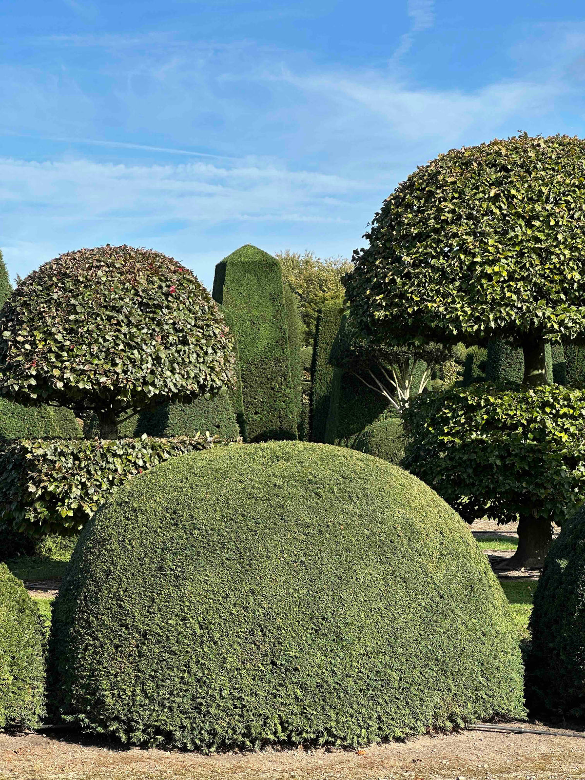 TB TOPIARY #682