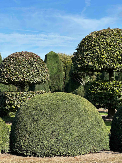 TB TOPIARY #682