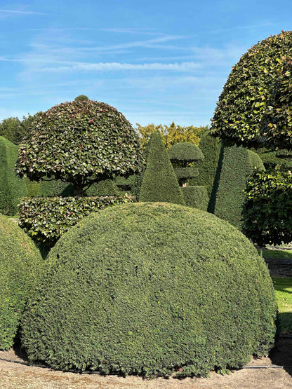 TB TOPIARY #683