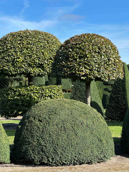 TB TOPIARY #683