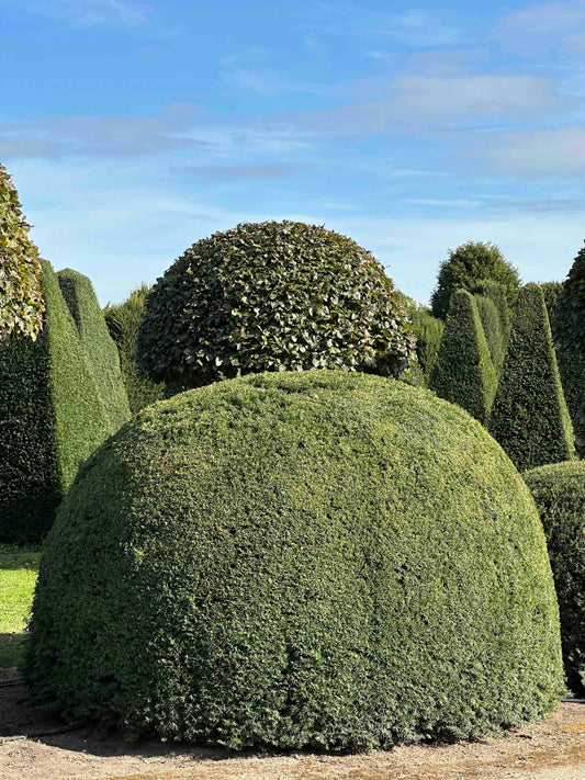 TB TOPIARY #684
