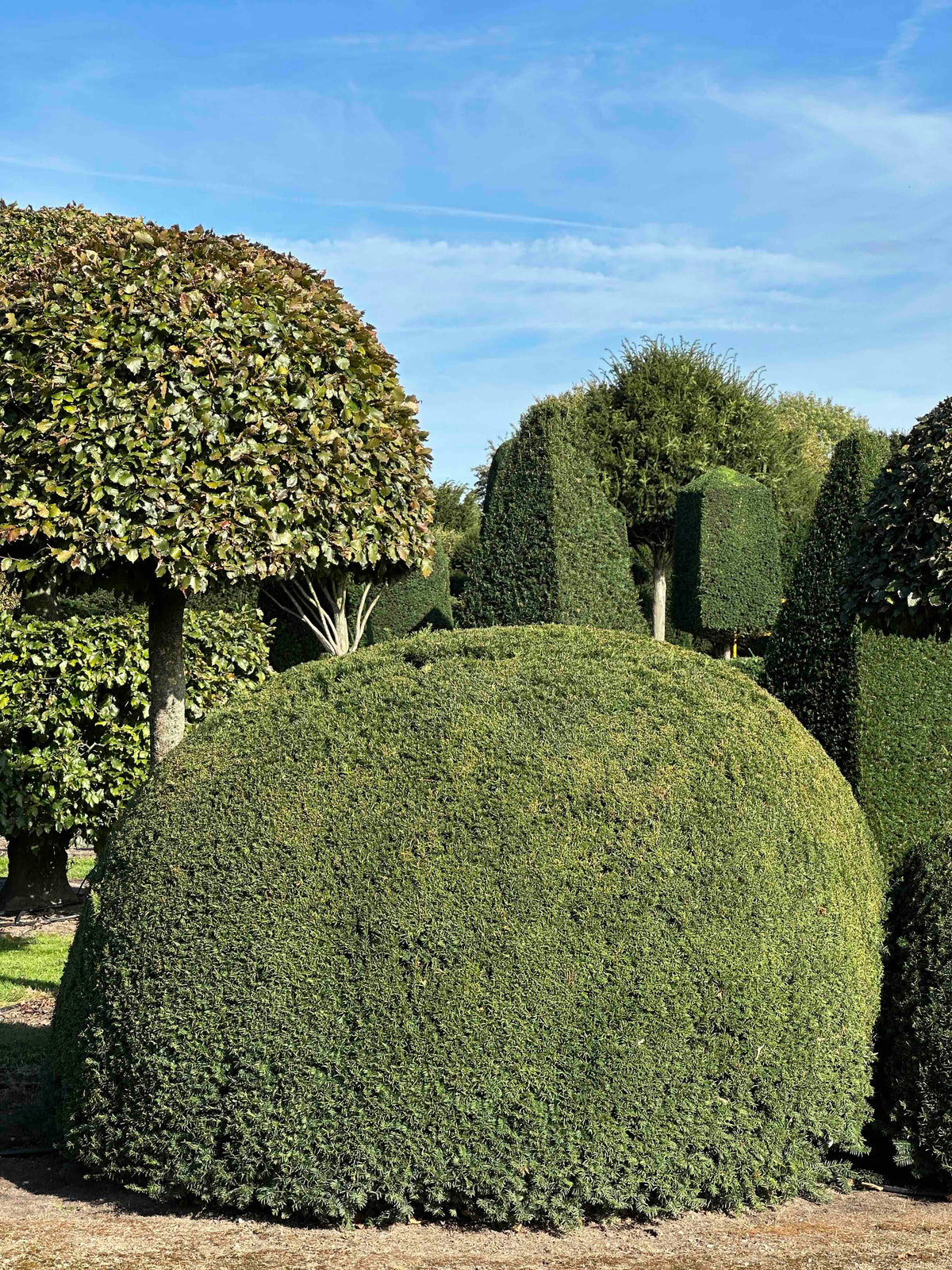 TB TOPIARY #684