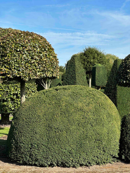 TB TOPIARY #684