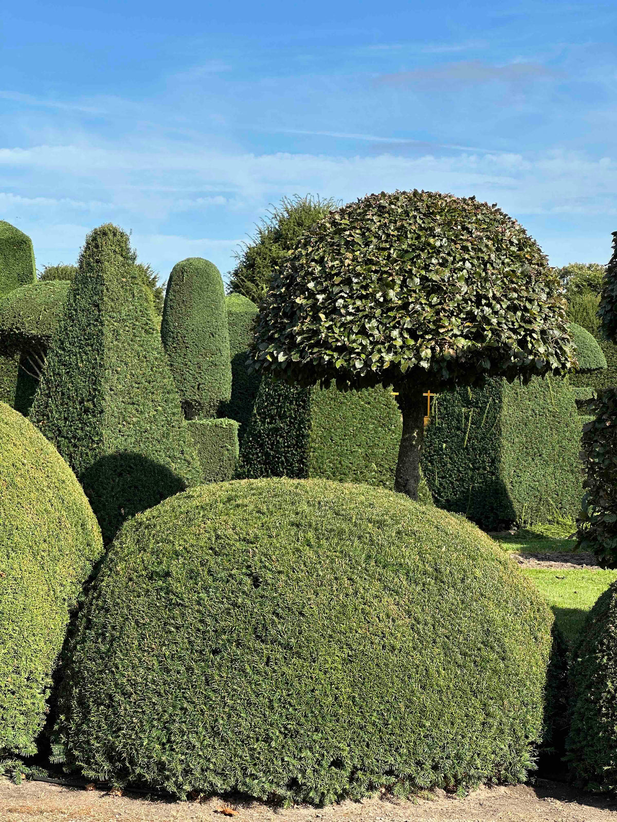 TB TOPIARY #685