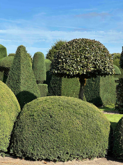 TB TOPIARY #685