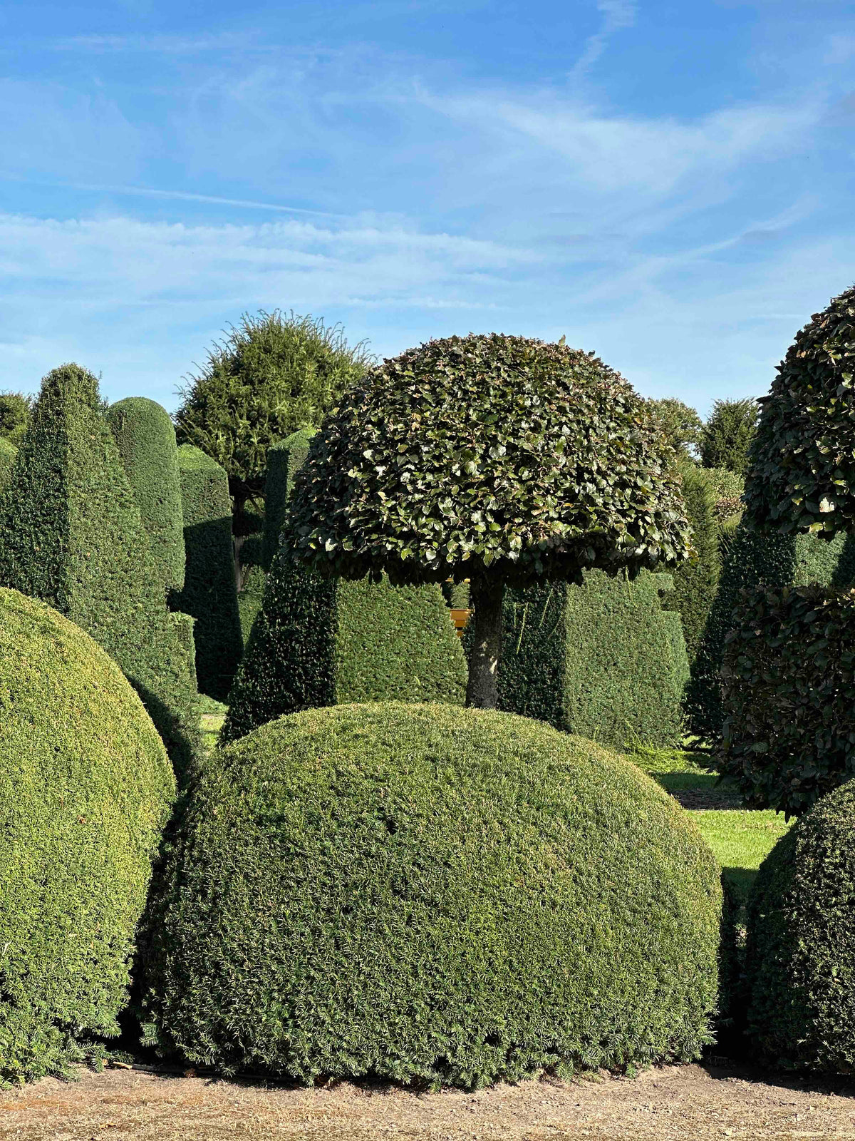 TB TOPIARY #685