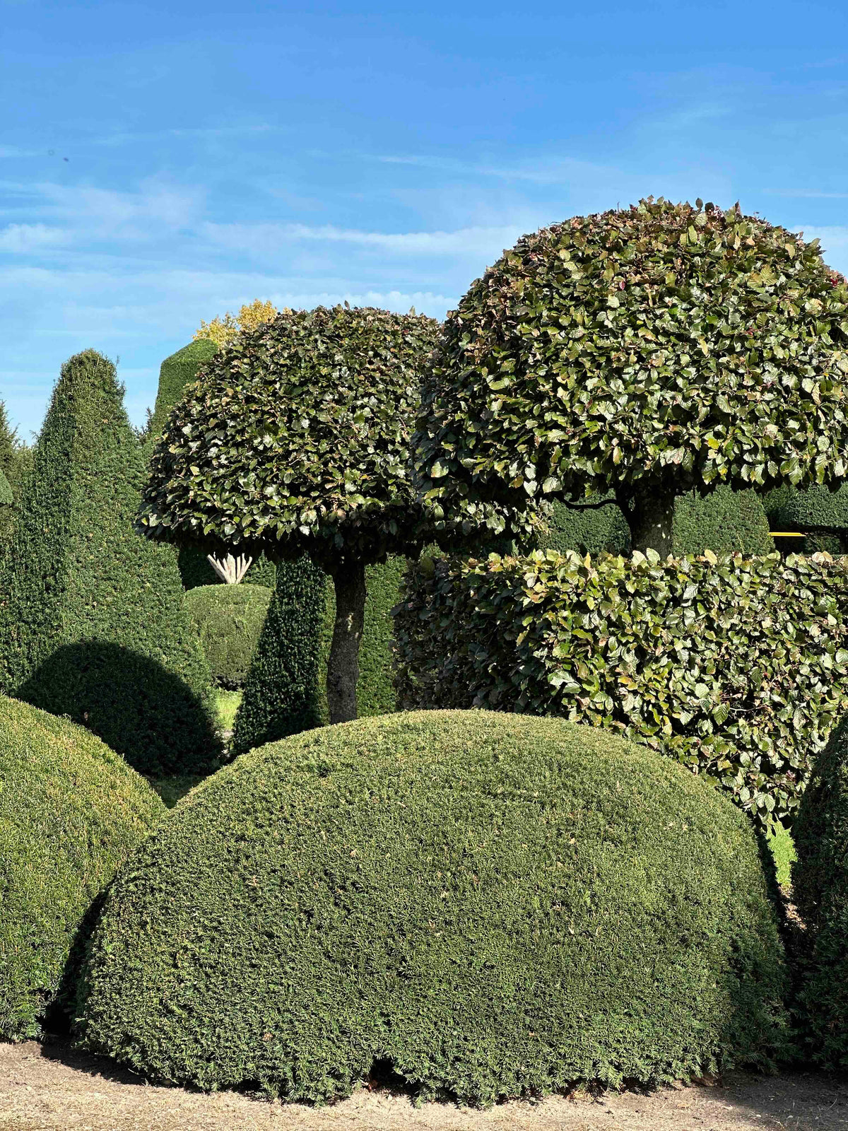 TB TOPIARY #686