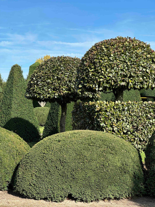 TB TOPIARY #686