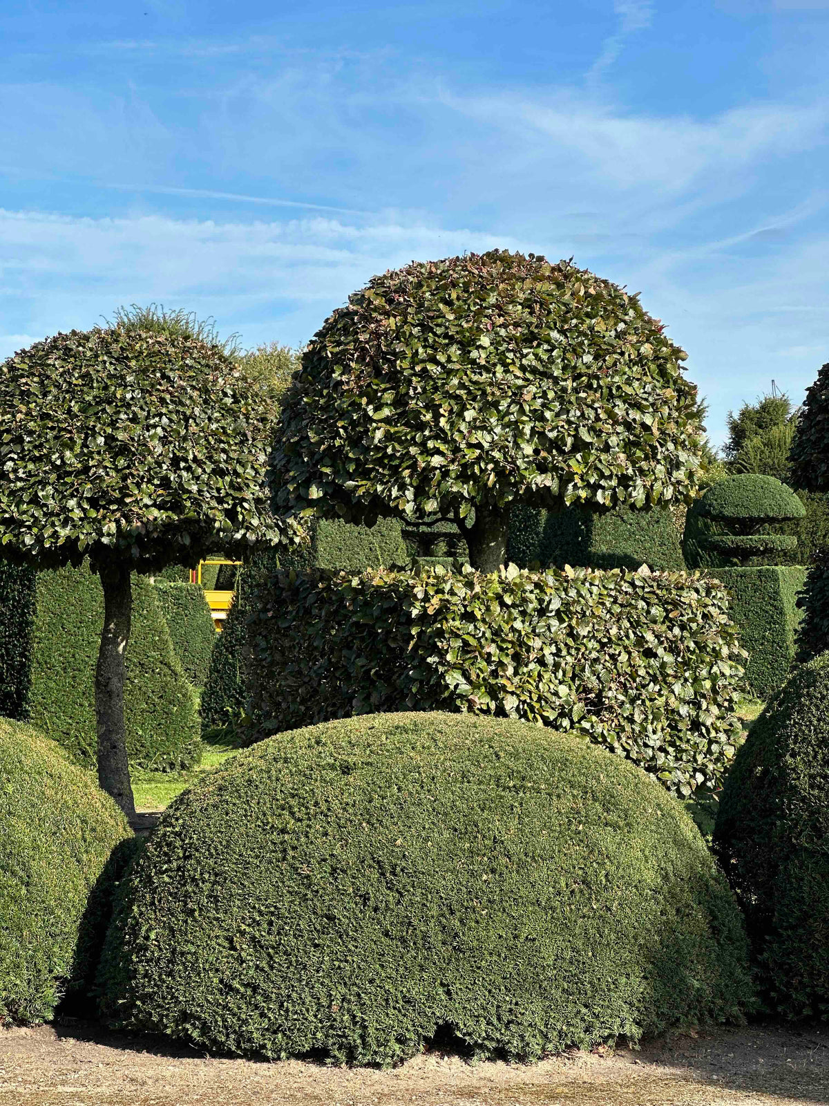 TB TOPIARY #686
