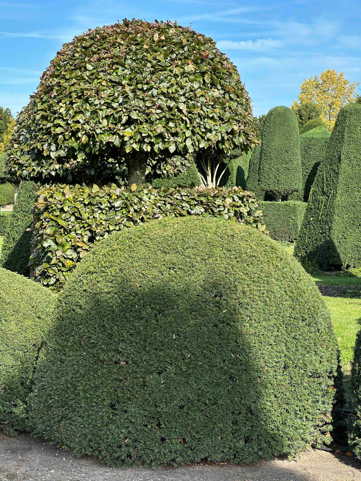 TB TOPIARY #687