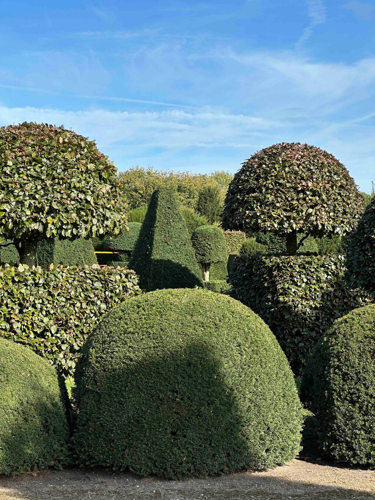 TB TOPIARY #687