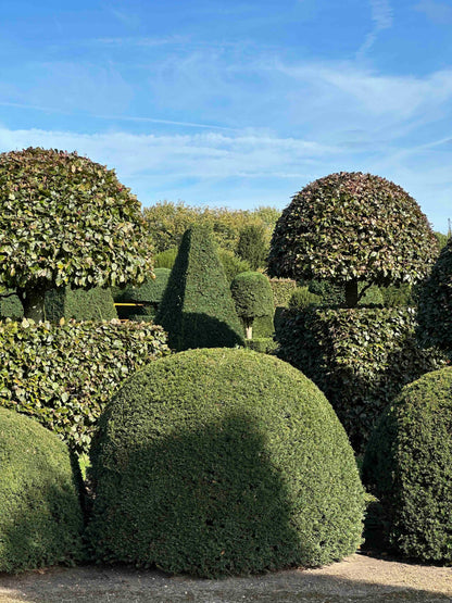 TB TOPIARY #687