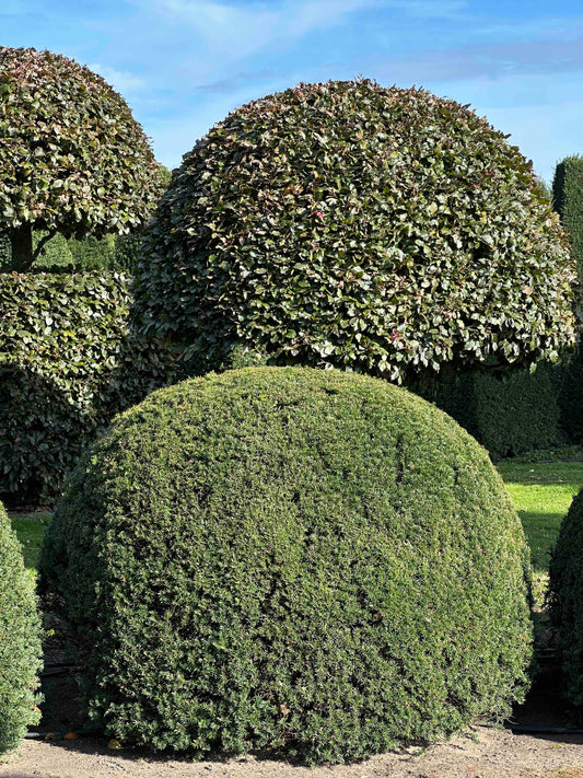 TB TOPIARY #688