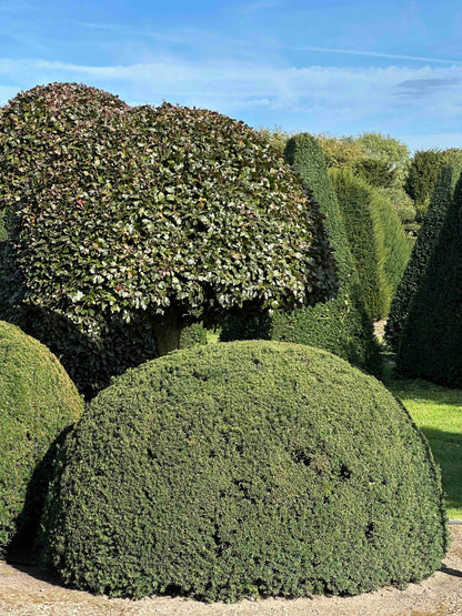 TB TOPIARY #689