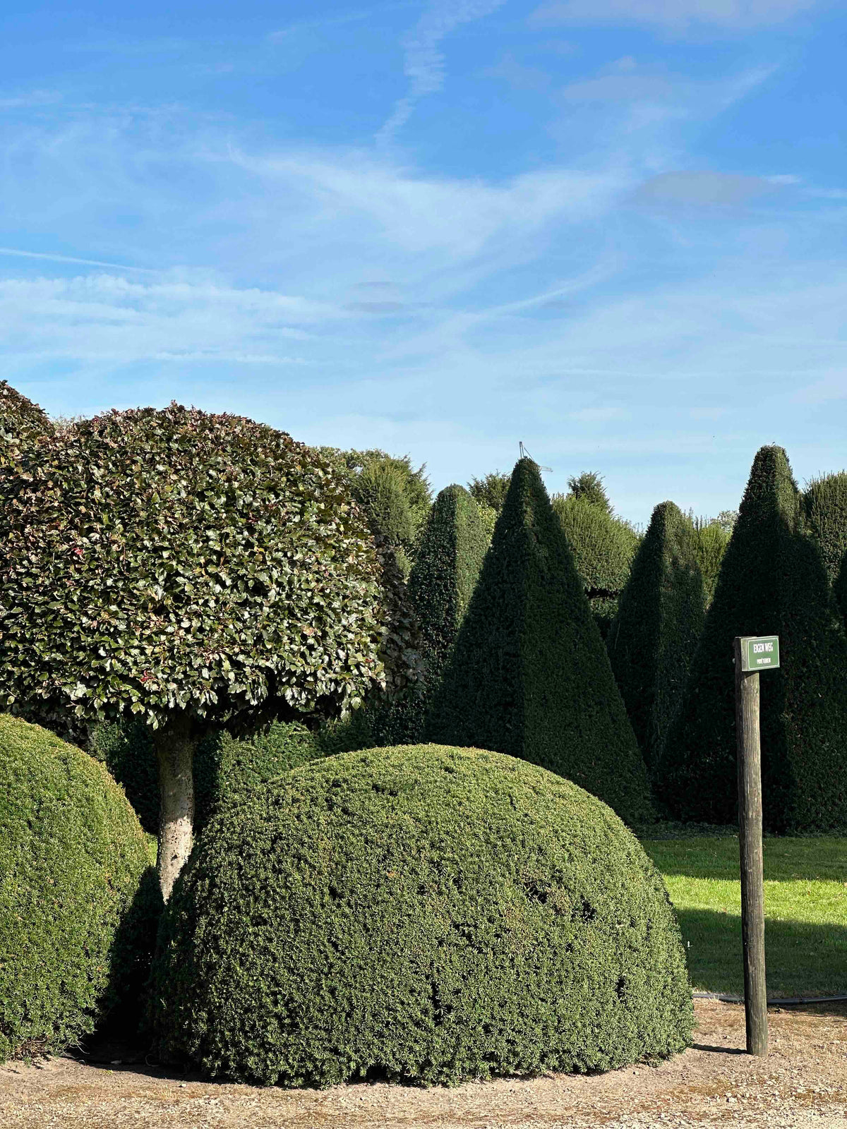 TB TOPIARY #689