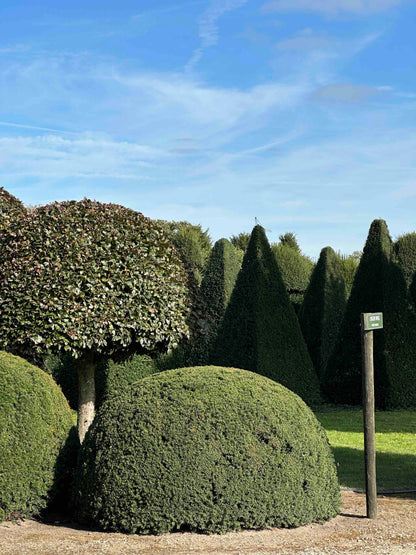 TB TOPIARY #689