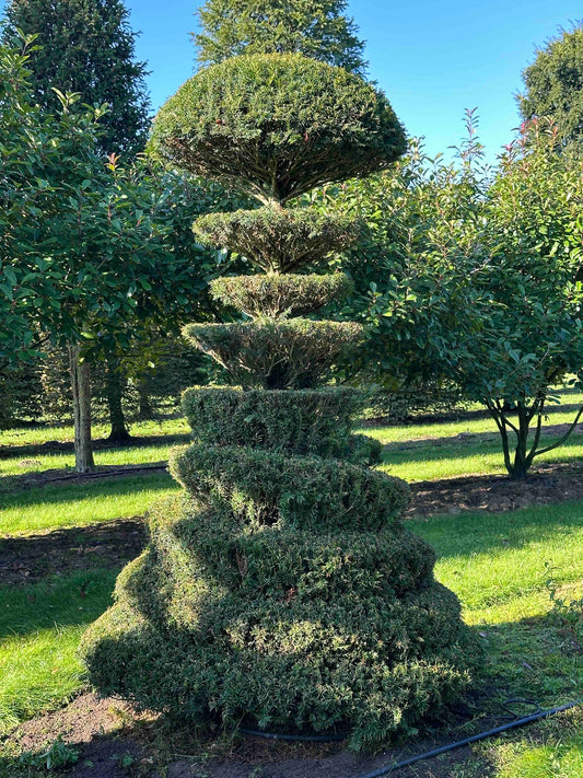 TB TOPIARY #81