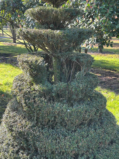TB TOPIARY #081