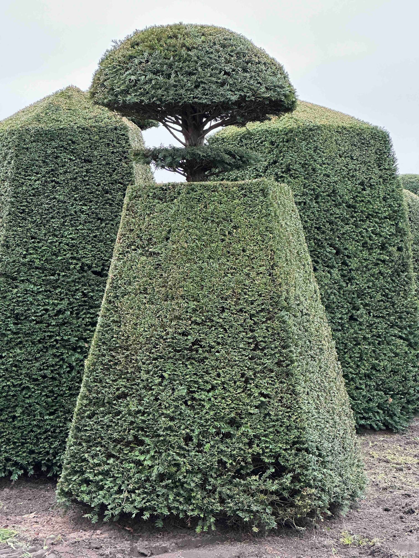 TB TOPIARY #094