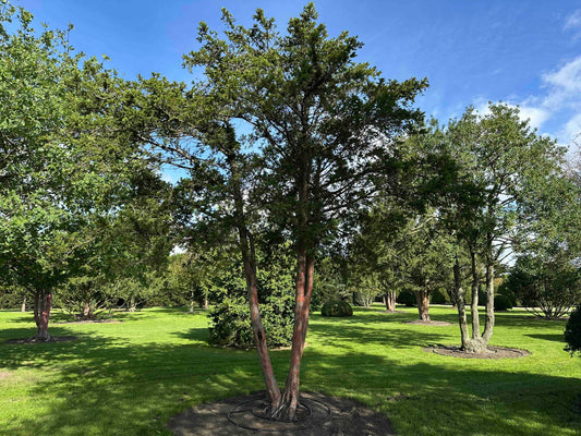 TB TREE #107