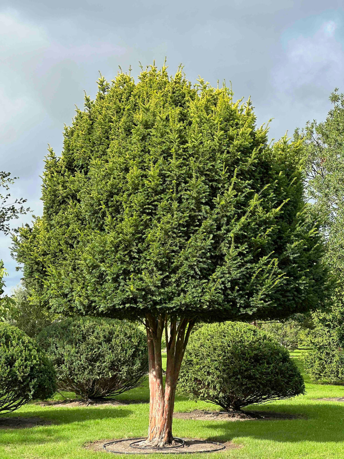TB TREE #092