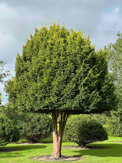 TB TREE #092