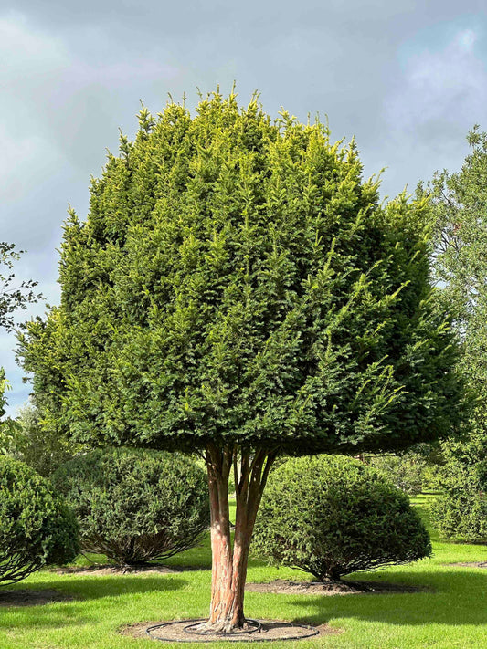 TB TREE #092