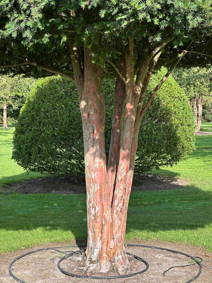TB TREE #092