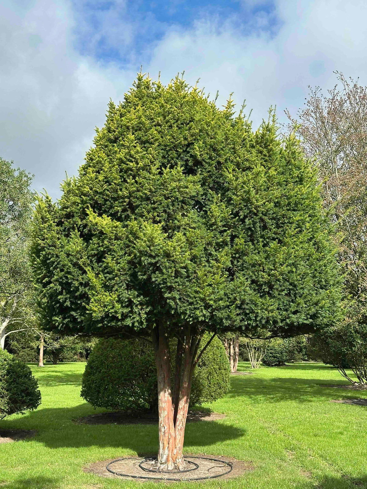 TB TREE #092
