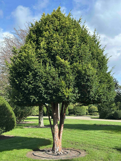TB TREE #092