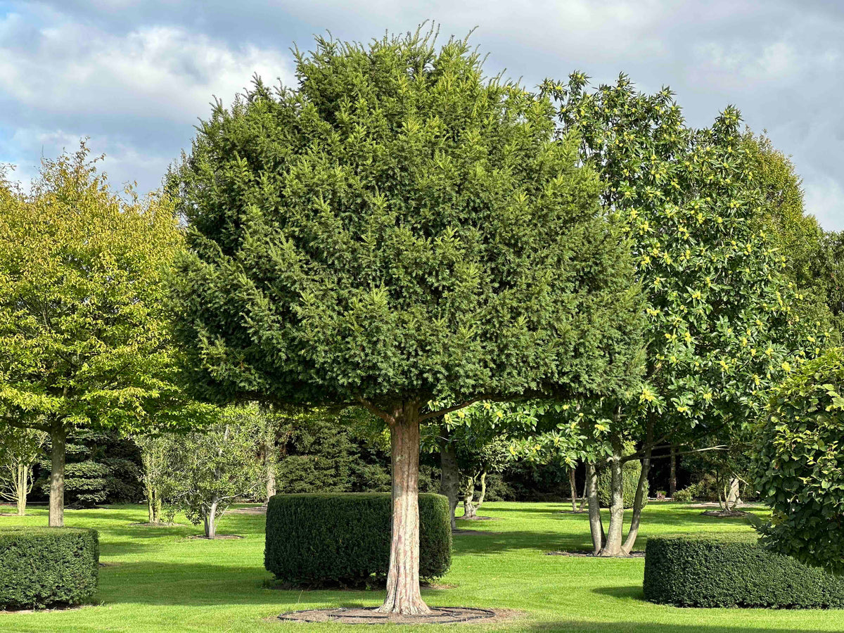 TB TREE #094