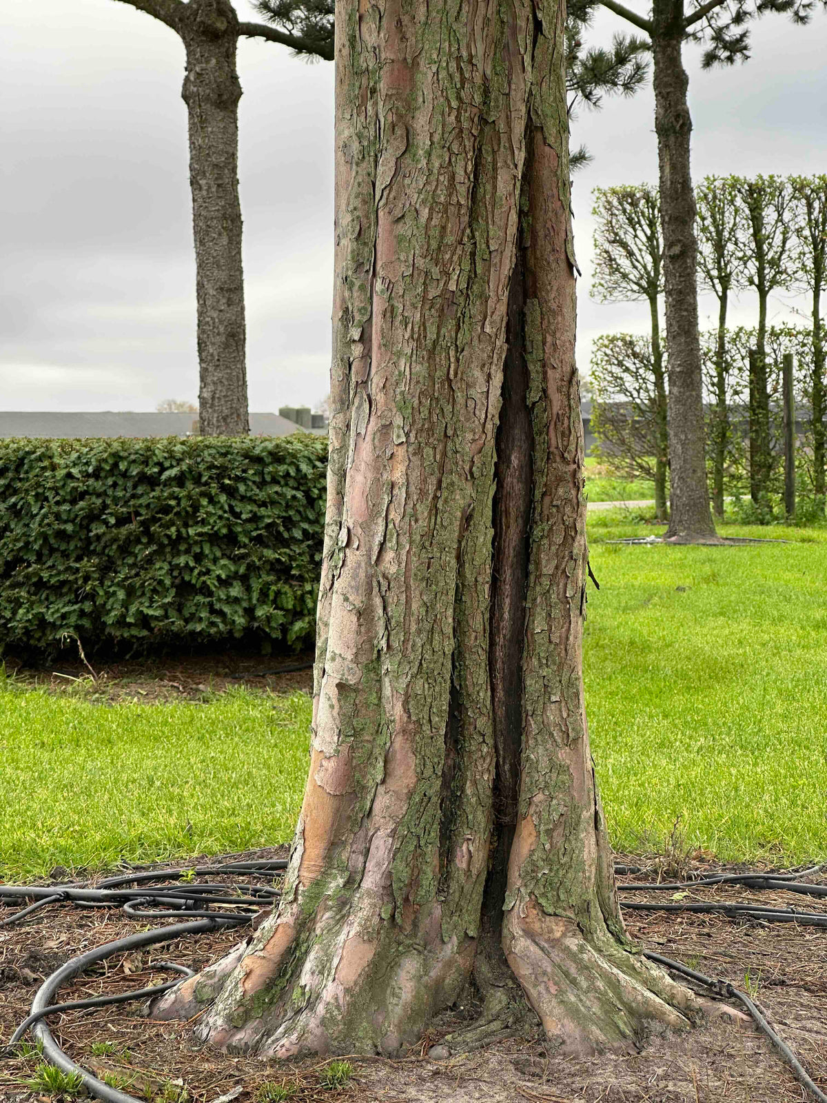 TB TREE #094