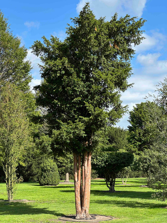 TB TREE #095