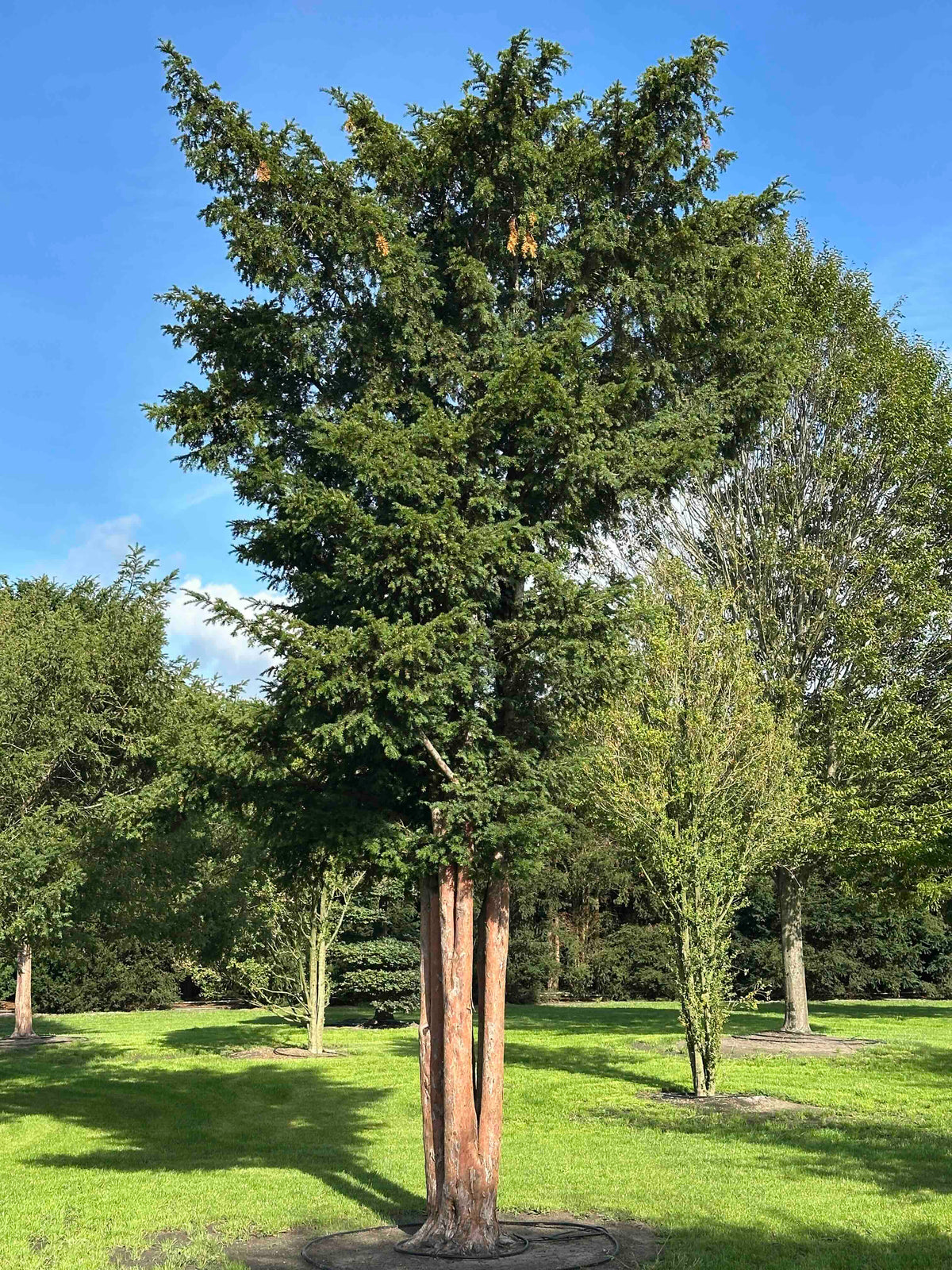 TB TREE #095