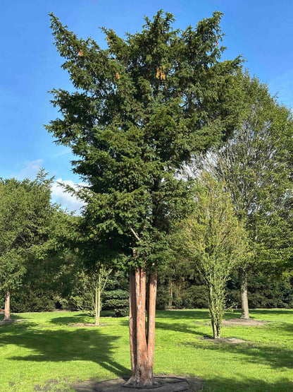 TB TREE #095