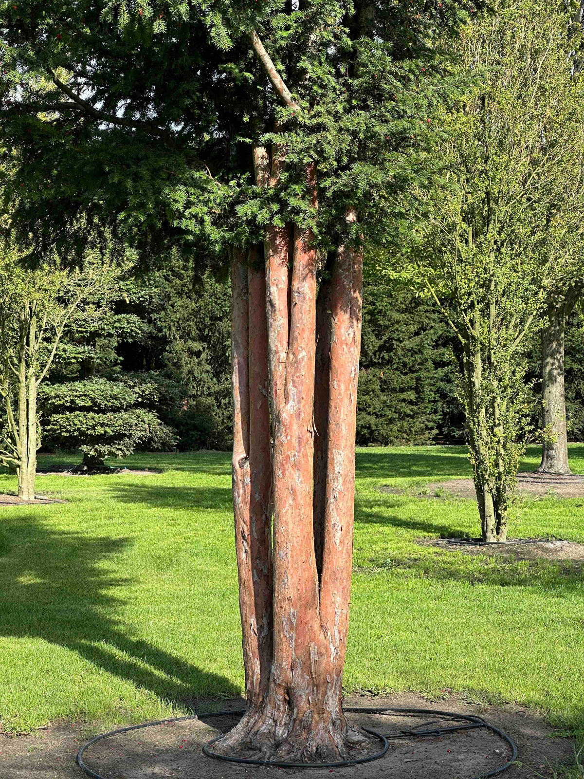 TB TREE #095