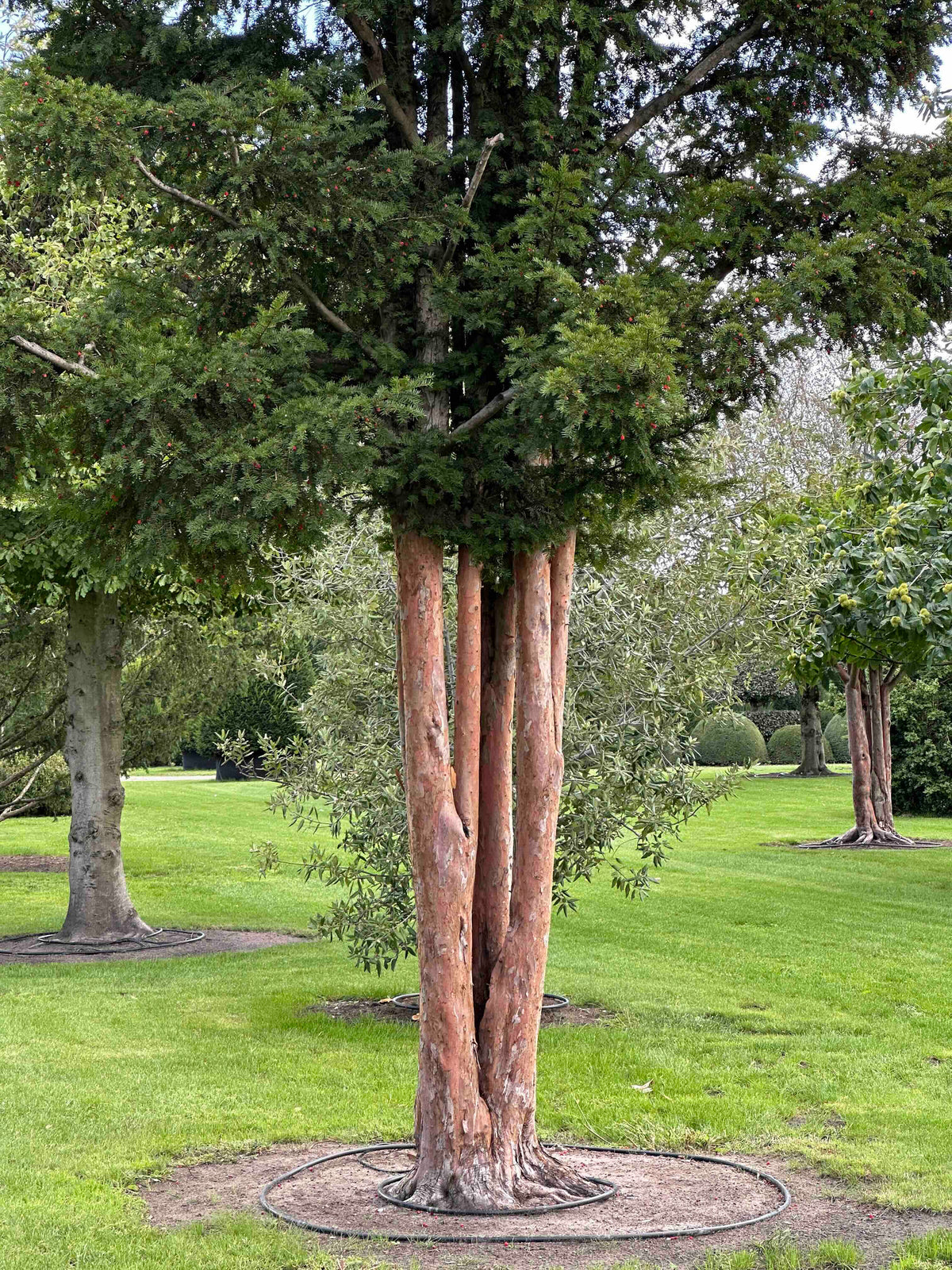 TB TREE #095