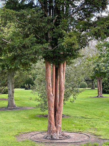 TB TREE #095