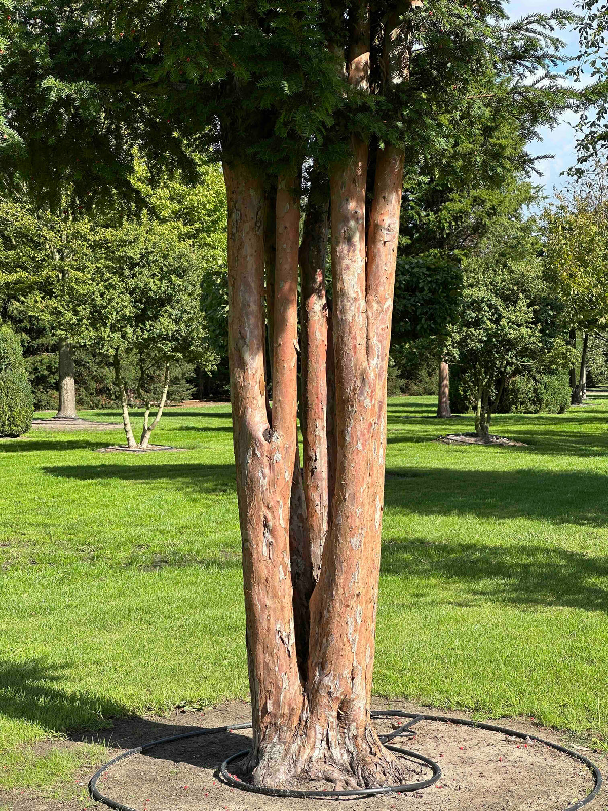 TB TREE #095