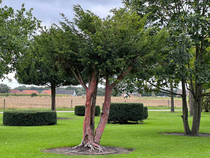 TB TREE #096