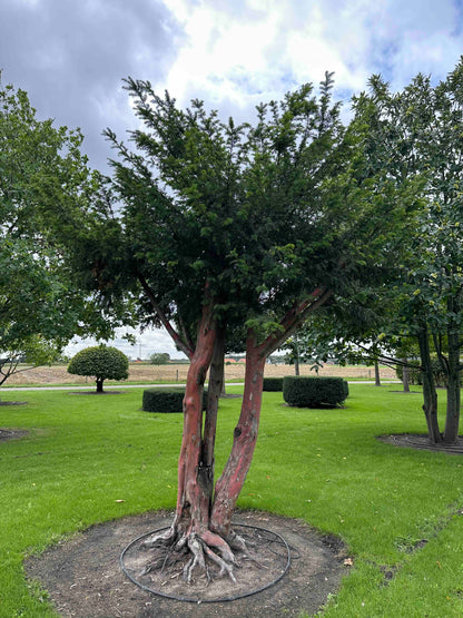 TB TREE #096