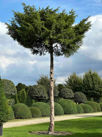 TB TREE #097