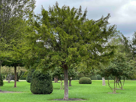 TB TREE #098