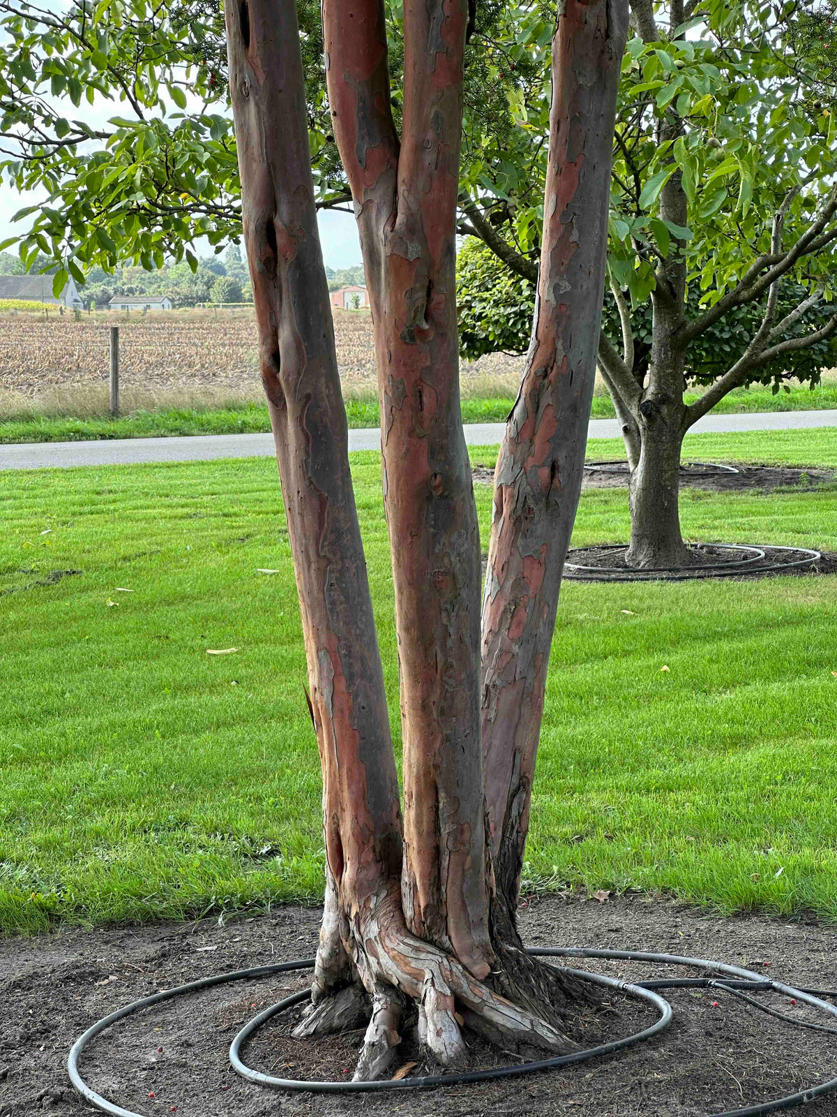 TB TREE #107
