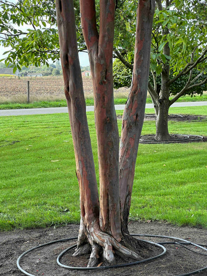 TB TREE #107