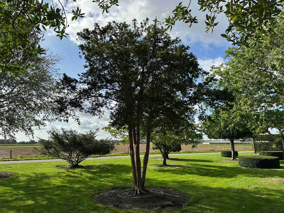 TB TREE #107
