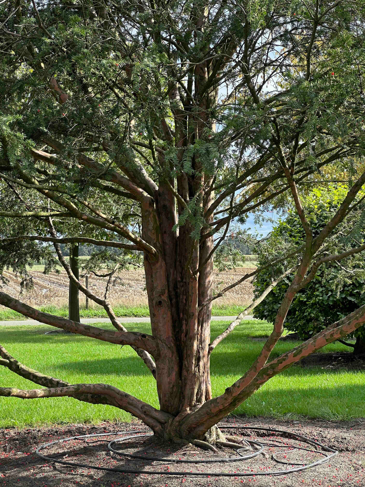 TB TREE #100