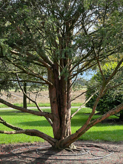 TB TREE #100