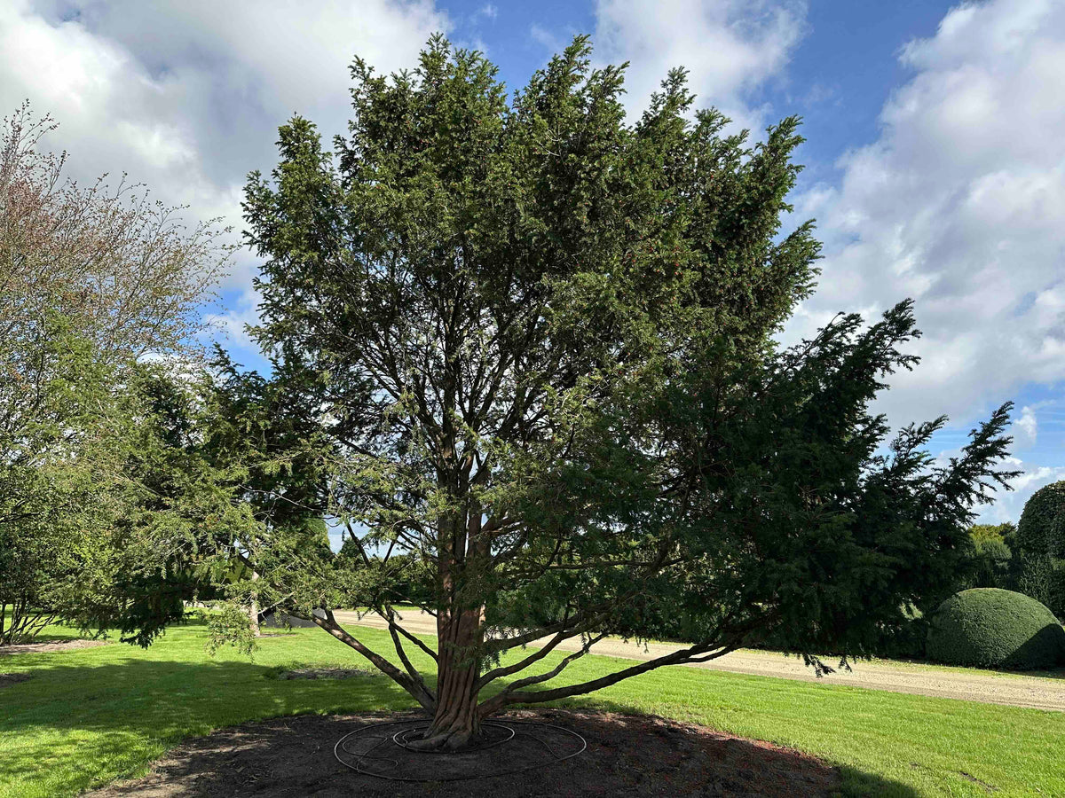 TB TREE #100